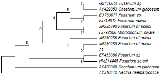 Figure 4.Phylogenetic analysis of endophytic fungi, Eurotium Sp 