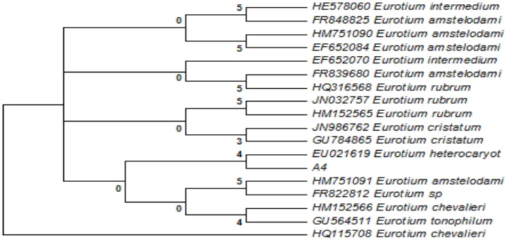 Figure 6. Phylogenetic analysis of endophytic fungi, Eurotium amstelodami  