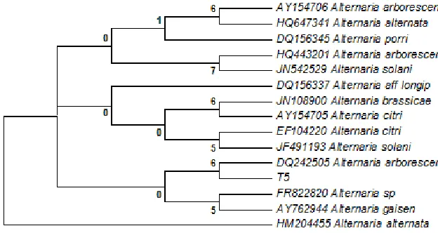 Figure 7. Phylogenetic analysis of endophytic fungi, Alternaria alternate 