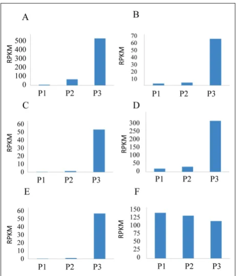 Fig. 7. Analyses of differentially expressed genes during L. rutheni-cum fruit development