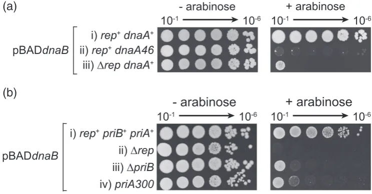 Fig. 6. Defects in replication initiation at and away fromcontaining pBADpBADarabinose