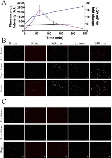 Figure 1. fluorescence microscopy. Results shown are mean intensity (left de-convoluted fields of view and a minimum of two independent experiments