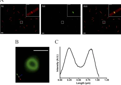 Figure 3. fluorescence to cell midpoints in fluorescent contrast enhancement) to remove background autofluorescence