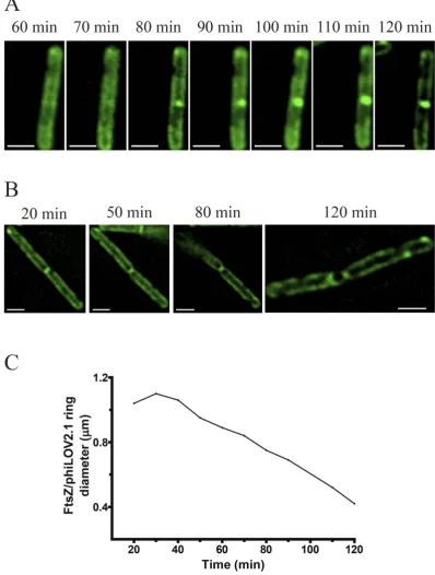 Figure 4. Real time Z ring assembly and constriction in C. difficile using fluorescent microscopy