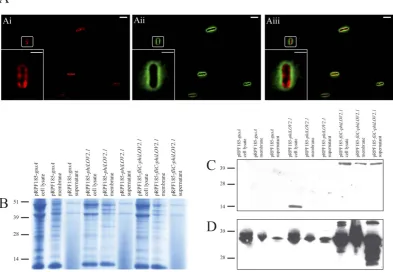 Figure 5. modifiedusing either anti-iLOV antibody (FliC and FliC-phiLOV are 13, 30.9 and 43.7 kDa, respectively, however FliC is known to be post-translationally from ml ATc, co-stained with FM4-64 and immobilised on agarose pads as described