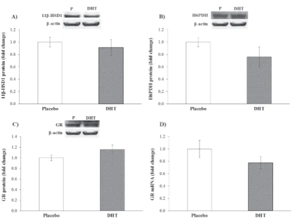 fig. 5. NFκB protein level. A representative Western blot and rela-β-actin antibody as an equal loading control