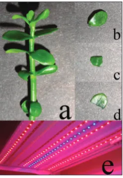 Fig. 1. Leaf explants. Leaf explants isolated from the stem (a); sterile stem (b); full leaf explant (c); lower half leaf explant (d); upper half leaf explant (e) exposed to the R:B LED lighting system.