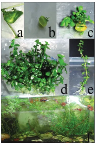 Fig. 2. Adventitious shoot regeneration from leaf explants. a,b – shoot initiation from mar-gins of the leaf after 8-10 days; c – multiple shoot induction; d – leaf explant after 3 and 8 weeks of culture; e – rooted plantlet; f – ac-climatized plant in the aquarium after two months.
