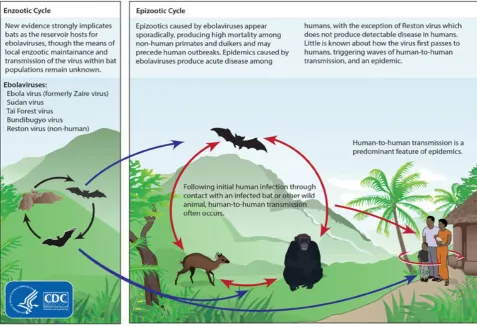 Figure 4 – Ebola virus ecology (from US’ CDC)