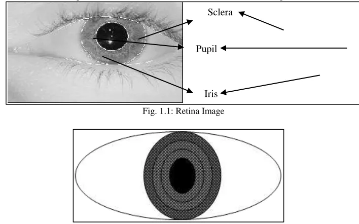 Fig. 1.2: Iris Image 