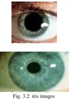 Fig. 3.2: iris images 