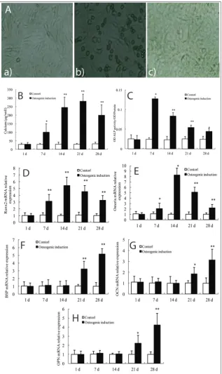 Fig. 1. Osteogenic differentiation induction of rat MSCs at different times of cultureing