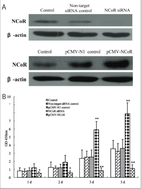 Fig. 2. Effects of siRNA knockdown or overexpression of cellular N-CoR on osteoblast-derived proliferation of rat MSCs