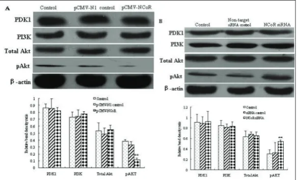 Fig. 3. Effects of siRNA knockdown or overexpression of cellular N-CoR on osteogenic differentiation of rat MSCs