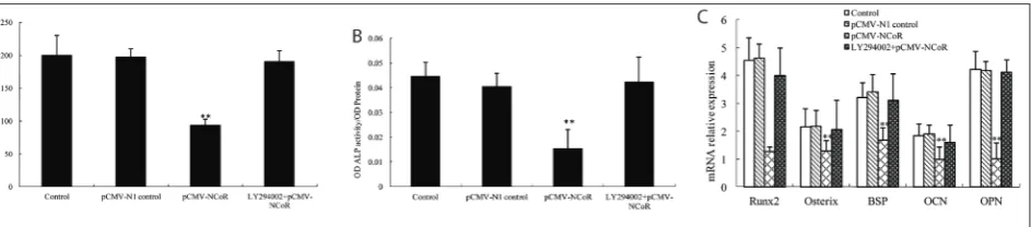 Fig. 5. The PI3K/Akt signaling was involved in N-CoR-induced osteogenic differentiation of MSCs