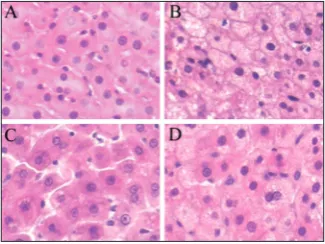 Fig. 3. The effects of evodiamine on the AMPK pathway. Evo-diamine increases the phosphorylation levels of AMPK (A) and ACC (B), and does not significantly affect the dephosphorylation level of LKB1 (C)