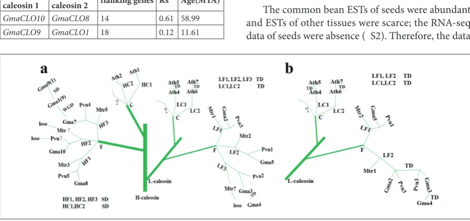 Table 2. Segmentally duplicated caleosin genes in soybean