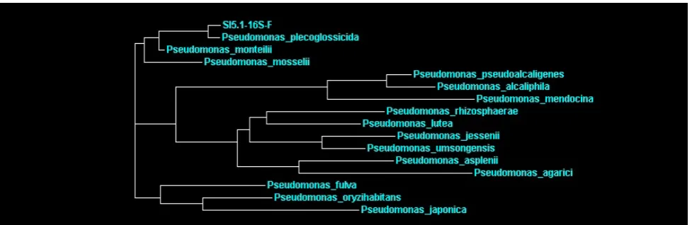 Fig 6 Phylogram of the PSB isolate SA4.5 