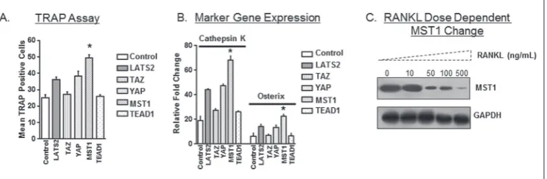 Table 1. List of MST1 interacting protein differences identified through mass spectrometry.
