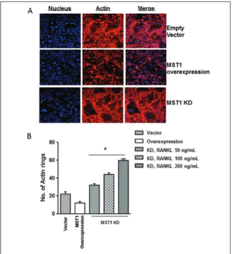 Fig. 5. MST1-ILK interaction negatively inhibits the ILK. Over-expression of wild-type (WT) or mutant (MUT) form of ILK per-formed along with MST1 knockdown and evaluated for changes in osteoclast differentiation