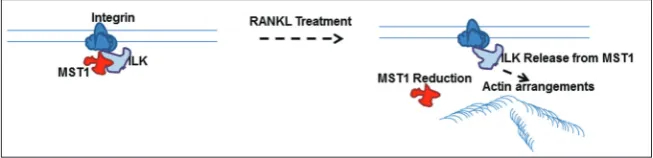 Fig. 6. A model for MST1-ILK-mediated osteoclast differentiation. Hippo pathway protein MST1 interacts with ILK and inhibits its activity to maintain undifferentiated conditions
