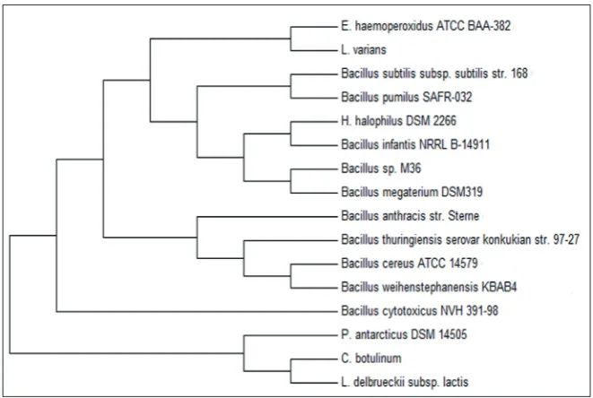 Fig. 2. Maximum composite likelihood tree showing the phylogenetic position of Bacillus sp