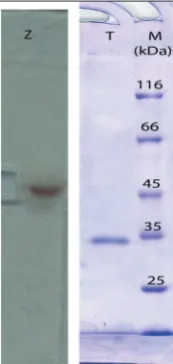 Fig. 5. Electrophoretic analysis of the tyrosinase M36. Lane Z shows tyrosinase activity, lane T shows the enzyme molecular weight about 34 kDa, almost 15 µg of protein was loaded, lane M shows the protein standard.