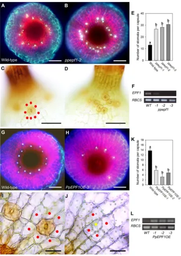 Figure 2. EPF function is conserved in Physcomitrella patens. (A,B) Fluorescence images of the base of the sporophyte from (A) WT (B) ppepf1-2 plants