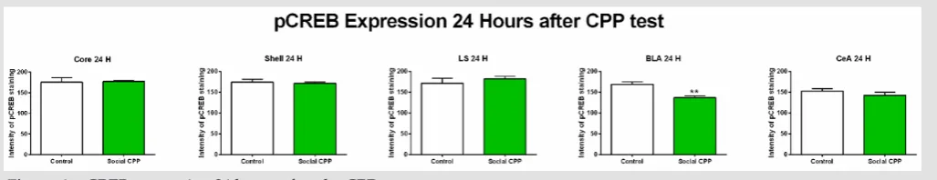 Figure 3: pCREB expression 1 hour after the CPP test.