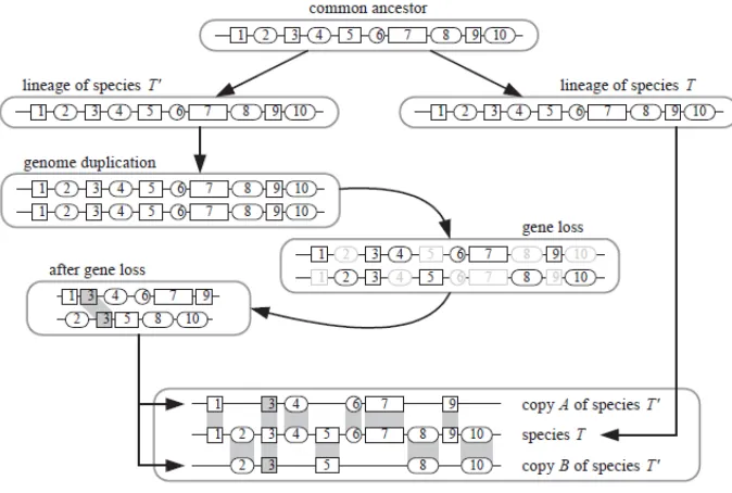 Figure 1. A simpliﬁed diagram of DCS block and WGD (borrowed from [21]).