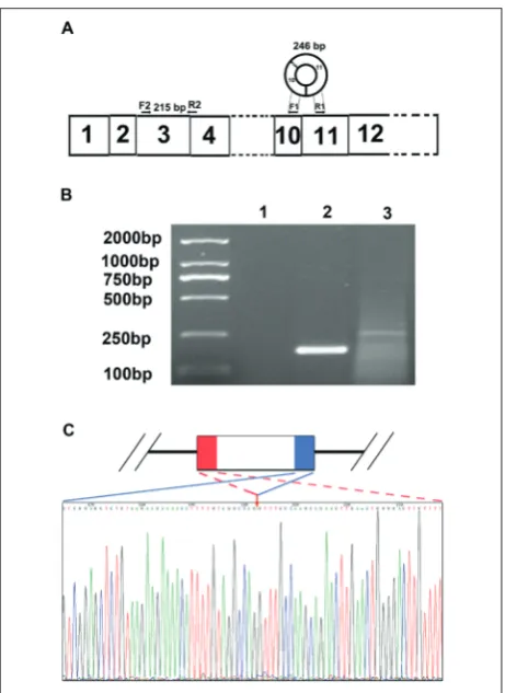 fig. 1. Sequence structure of circular Tc2n (cTc2n). A – Scheme of Tc2n. F1/R1 primer pair is an outfacing primer used for cTc2n amplication; F2/R2 primer pair is a standard primer for linear Tc2n amplication