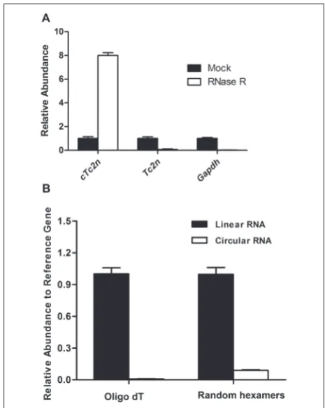fig. 2. Validation of the circular structure of cTc2n. A – Enrich-ment of cTc2n by RNase R digestion