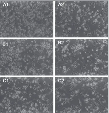 Fig. 2. Populations of monocyte-derived dendritic cells (MoDCs) isolated using positive (a) and negative (b) monocyte immunomag-netic separation methods
