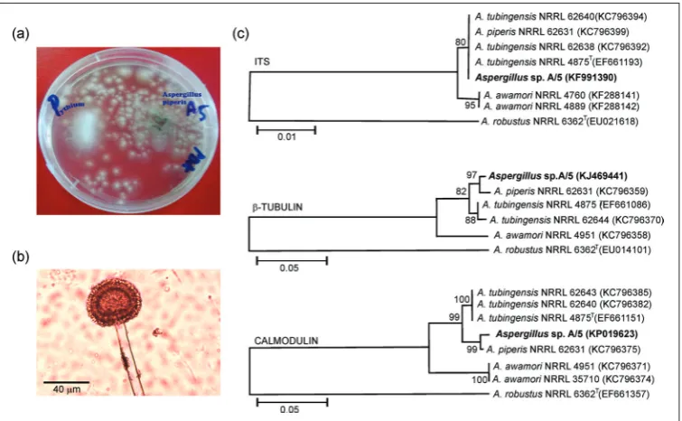 Fig. 1. Fungal isolate A. piperis A/5; a – on PDA medium in confrontation assay against P