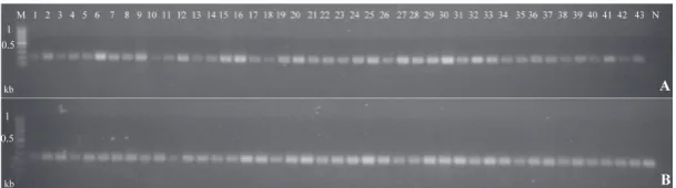Fig. 3. PCR bands of 210 (A) and 260 (B) bp corresponding to MAT-1 and MAT-2 genes amplified from 43 F