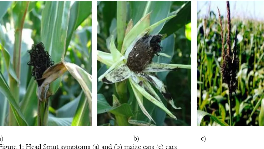 Figure 1: Head Smut symptoms (a) and (b) maize ears (c) ears  