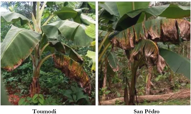 Figure 1: Distribution of observation sites of Mycosphaerella diseases of plantain in Côte d’Ivoire