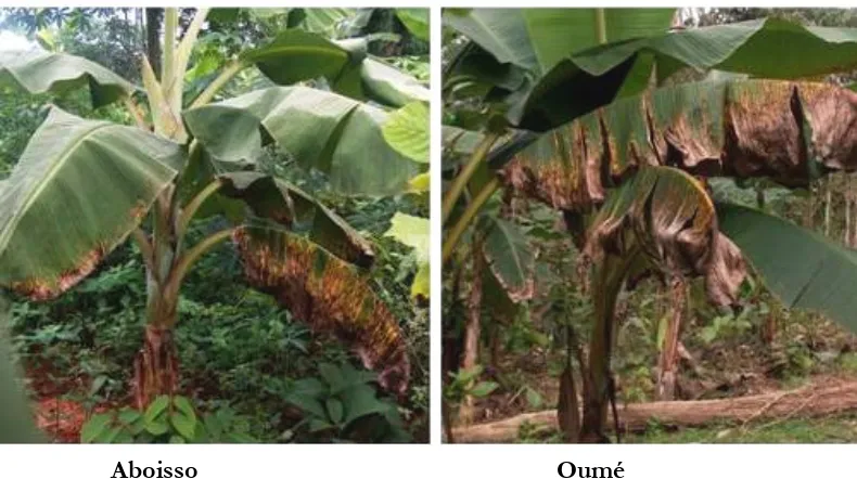 Figure 3 : Yellow Sigatoka symptoms on Figue Sucrée cultivar in Aboisso and Oumé, Côte d’Ivoire