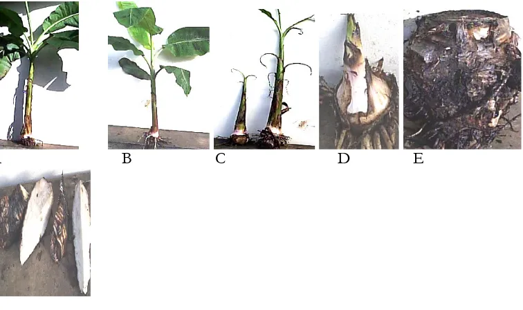 Table 1 Mean bunch weight (kg/plant) of the parent crop derived from five different types of plantain propagules