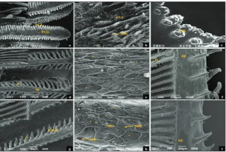 Fig. 2. Scanning electron micrographs of gills of Ctenopharyngo-don idella on exposure to chlorpyrifos for 30 days at 1.44 µg/L CPF (a-c) and 2.41 µg/L CPF (d-f) showing marked damage of lamellar structure in form of fusion, curling and necrosis (a, d), ma