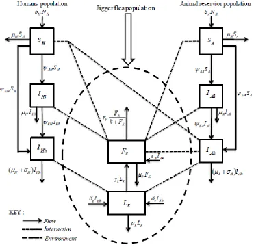 Figure 1: Tungiasis basic dynamical model 