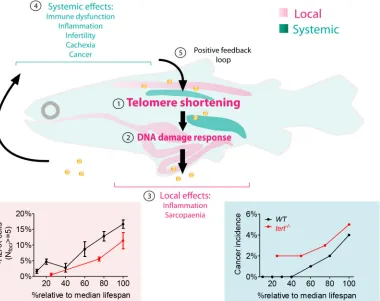 Fig 6. Working model—most somatic tissues resulting in telomere shortening with aging (1)