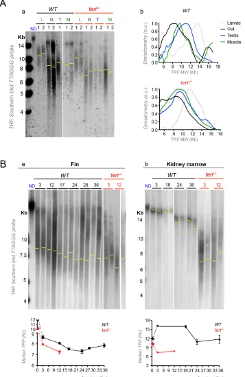 Fig 1. Different zebrafish tissues have different telomere lengths and follow specific dynamics ofshortening with aging