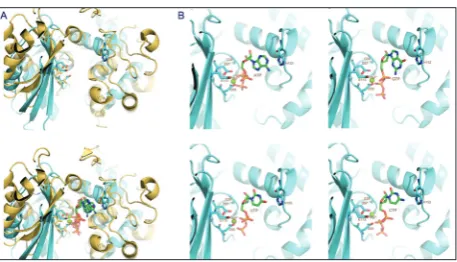 Fig. 1. Modelled JHP933/NTP complex structures. A. superim-position of structures of JHP933 (PDB code: 4O8S) in cyan and Cid1/NTP (PDB codes: 4FH5, 4FHV, 4FHW, 4FHY) in gold, with (top) and without (bottom) NTP substrates