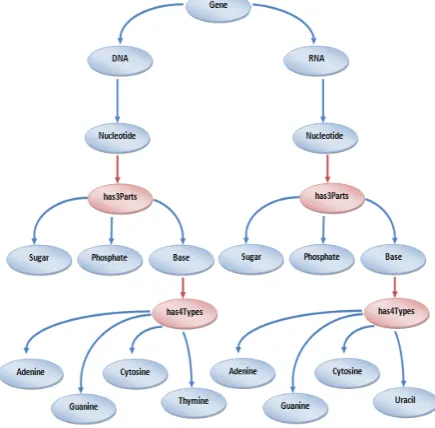 Fig. 1. Diagram showing the RDF graph for Gene 