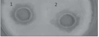 Table 2. Substrate specificity of the chitinase type A1 from Pae-nibacillus sp. M4