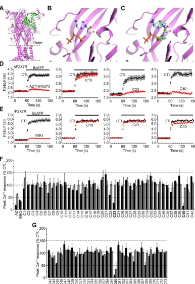 Fig. 1. Three compounds identiﬁed from virtual screening of the ZINC12 database that inhibit the hP2X7R
