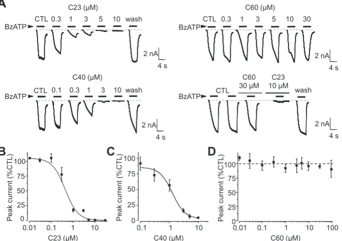 Fig. 4. Concentration-dependent effects of C23, C40 and C60 on BzATP-induced large pore formation in hP2X7R-expressing HEK293 cells.300dye uptake relationship curves with the solid lines representing the ﬁt of the mean data to Hill equation