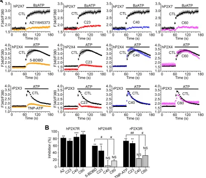 Fig. 5. Effects of C23, C40 and C60 on agonist-induced Ca2+ responses in HEK293 cells expressing different P2X receptors