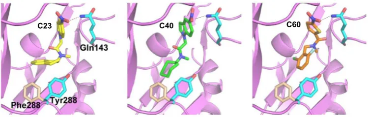Fig. 7. Proposed structural basis for ligand-receptor interactions and species difference for C23, C40 and C60